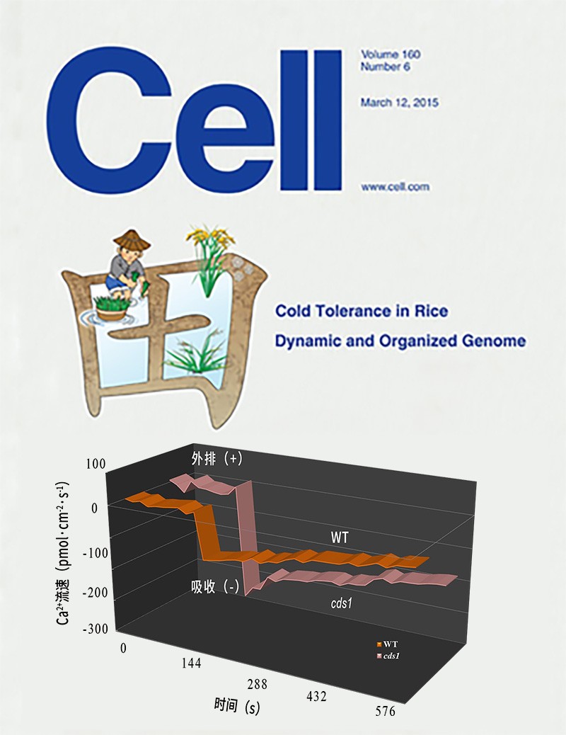 NMT檢測(cè)根系Ca2+流檢測(cè)揭示水稻耐低溫信號(hào)傳遞新機(jī)制