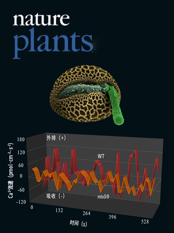 NMT監(jiān)測mlo5/9突變體花粉管鈣吸收異常致無法識(shí)別胚珠的擴(kuò)散信號(hào)