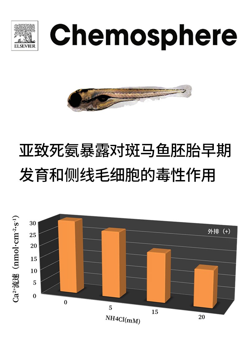 亞致死氨暴露對(duì)斑馬魚胚胎早期發(fā)育和側(cè)線毛細(xì)胞的毒性作用