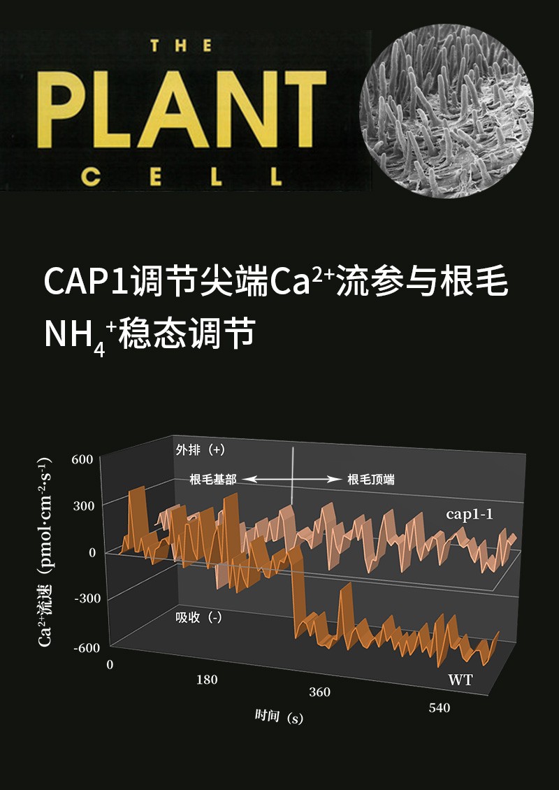 CAP1調節(jié)尖端Ca2+流參與根毛NH4+穩(wěn)態(tài)調節(jié)