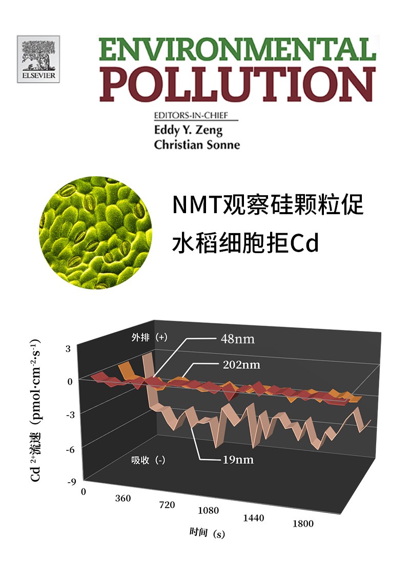 NMT觀察硅顆粒促水稻細胞拒Cd