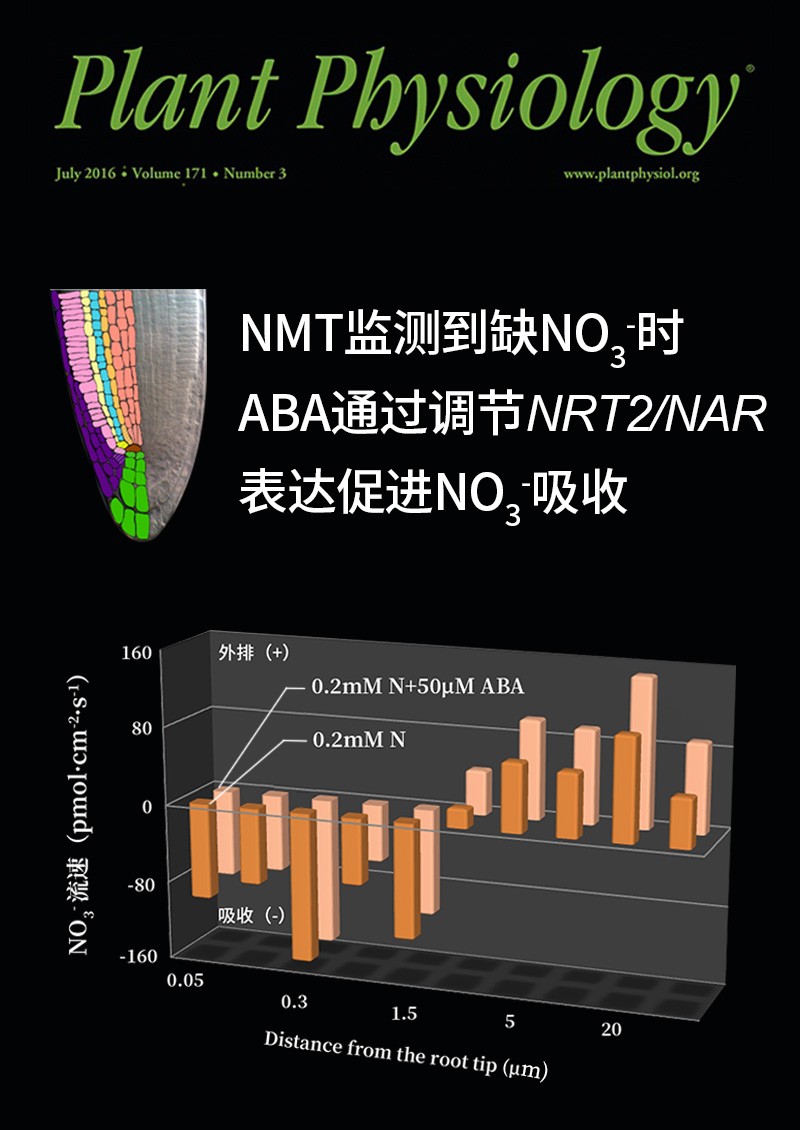 NMT監(jiān)測到缺NO3-時ABA通過調節(jié)NRT2/NAR表達促進NO3-吸收