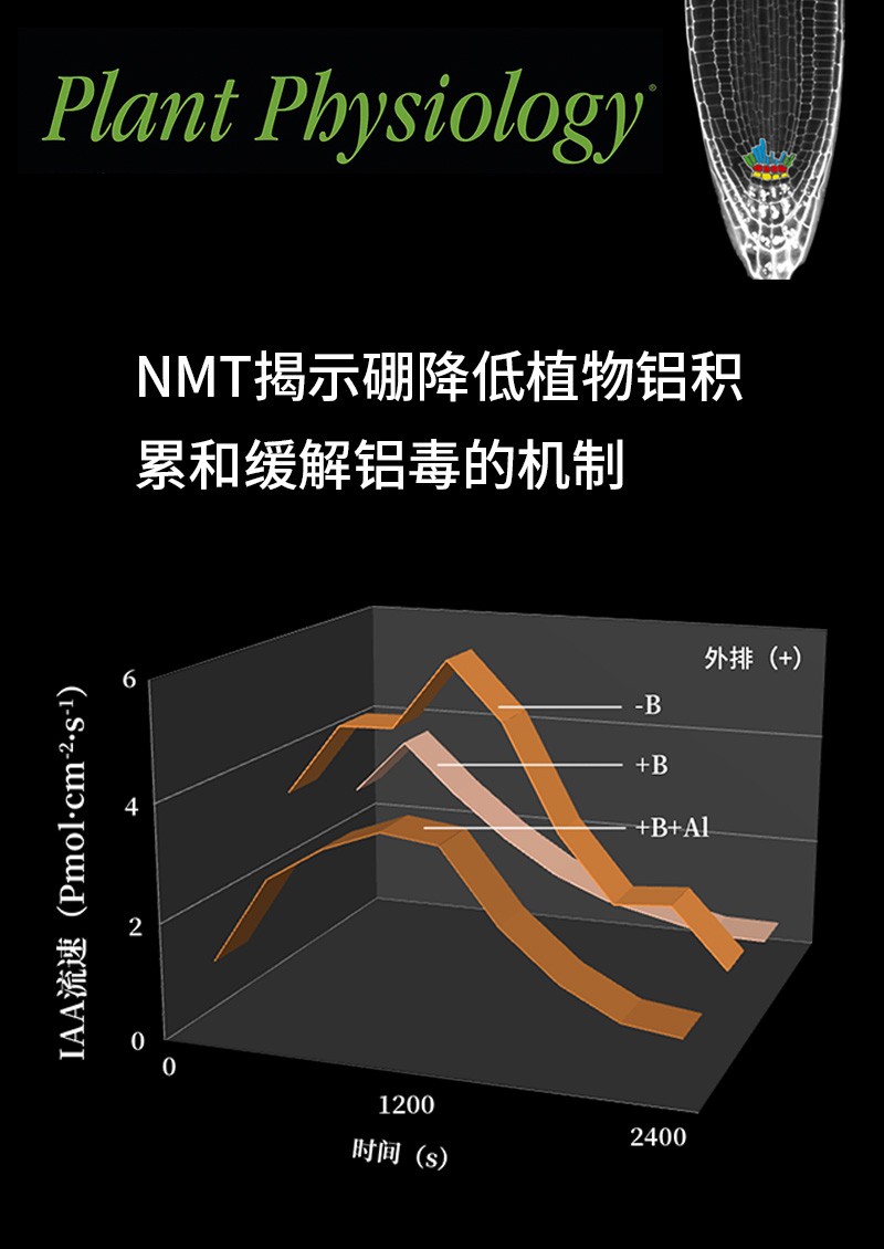 NMT揭示硼降低植物鋁積累和緩解鋁毒的機制