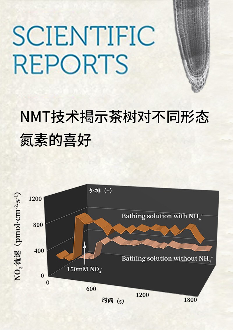 NMT技術揭示茶樹對不同形態(tài)氮素的喜好