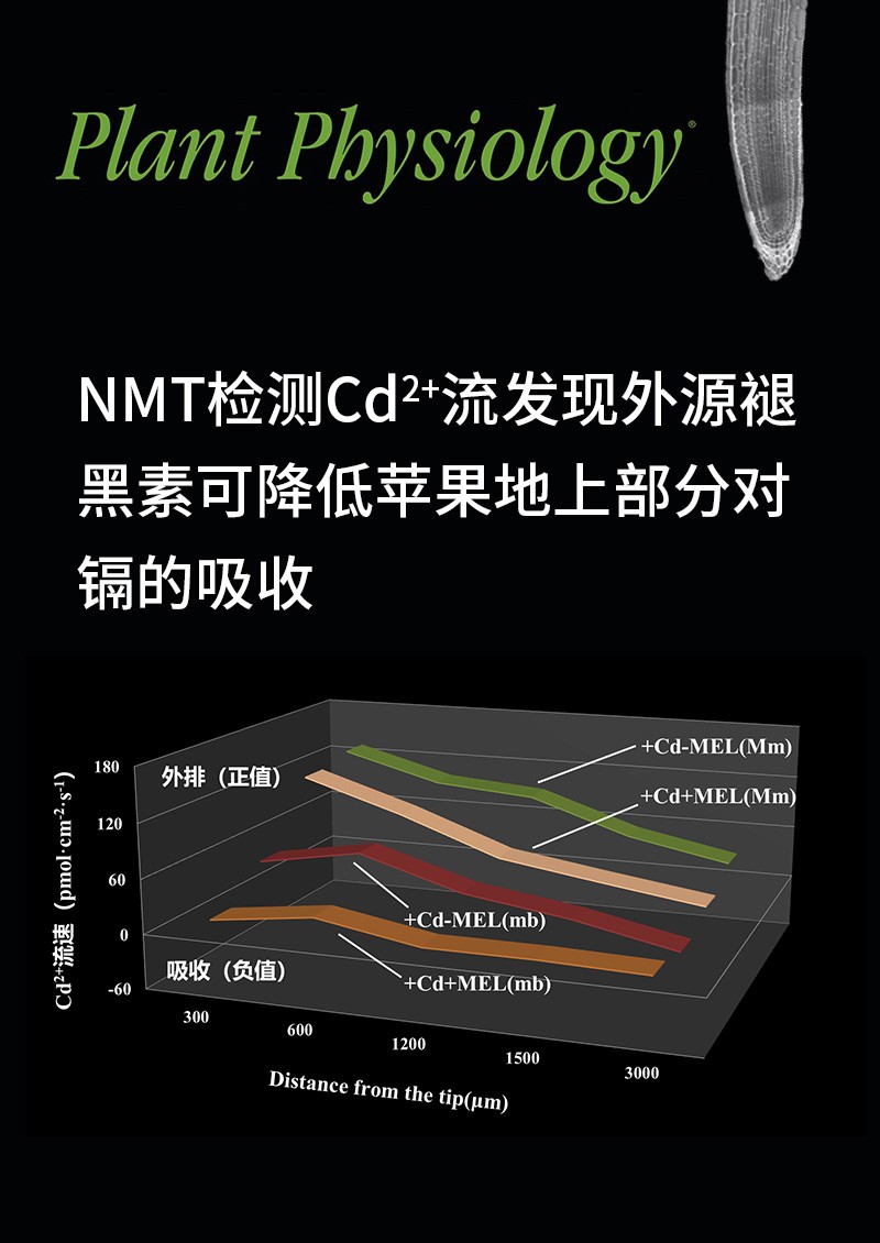 NMT檢測Cd2+流發(fā)現(xiàn)外源褪黑素可降低蘋果地上部分對鎘的吸收