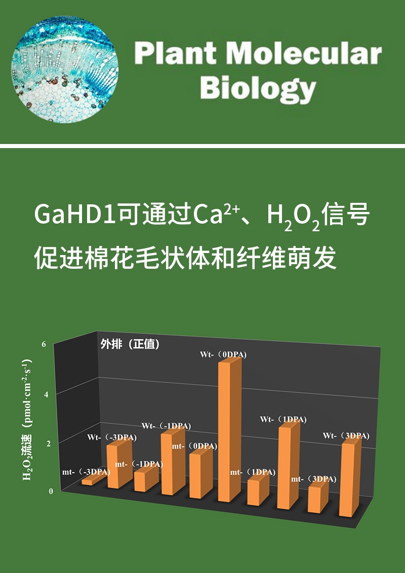 GaHD1可通過Ca2+、H2O2信號促進棉花毛狀體和纖維萌發(fā)