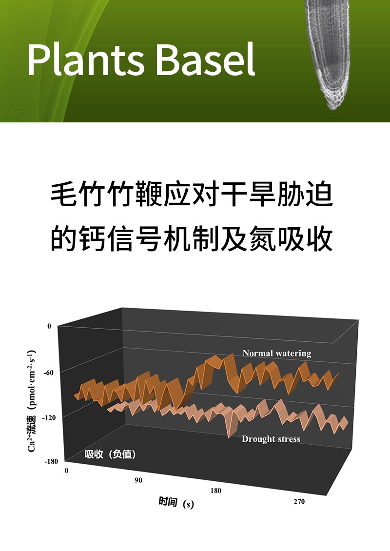 毛竹竹鞭應對干旱脅迫的鈣信號機制及氮吸收