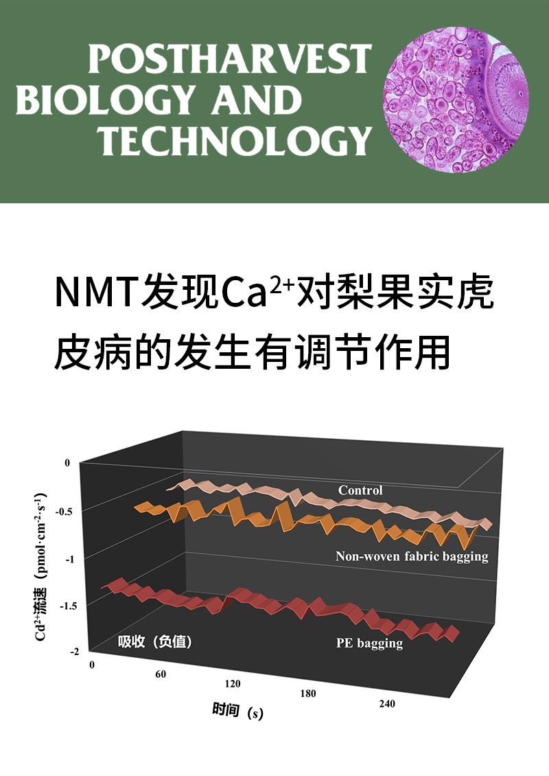 NMT發(fā)現(xiàn)Ca2+對梨果實虎皮病的發(fā)生有調節(jié)作用
