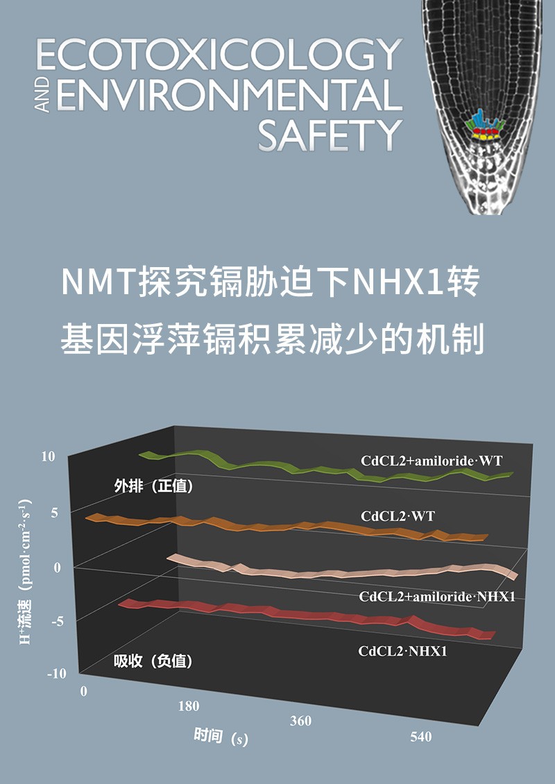 NMT探究鎘脅迫下NHX1轉(zhuǎn)基因浮萍鎘積累減少的機(jī)制