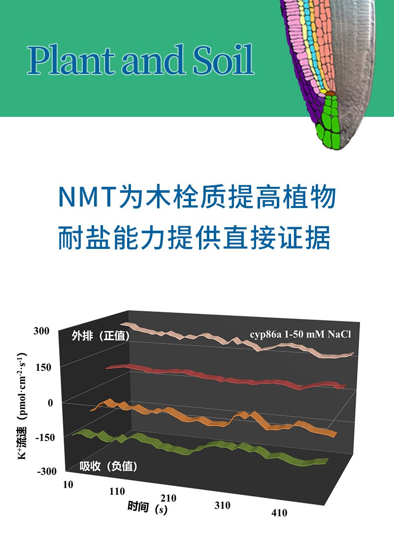 NMT為木栓質(zhì)提高植物耐鹽能力提供直接證據(jù)