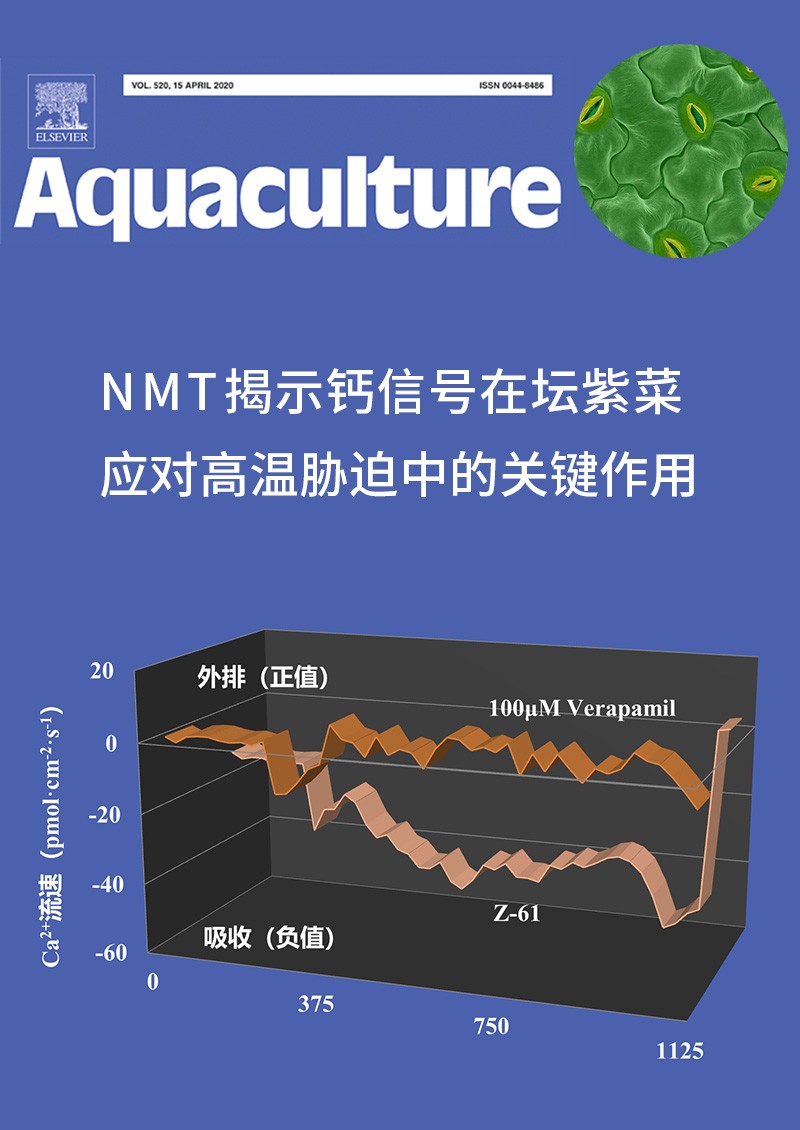NMT揭示鈣信號在壇紫菜應(yīng)對高溫脅迫中的關(guān)鍵作用