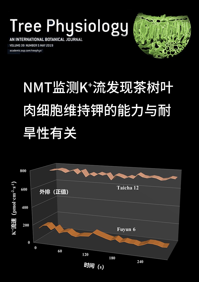 NMT監(jiān)測K+流發(fā)現(xiàn)茶樹葉肉細胞維持鉀的能力與耐旱性有關