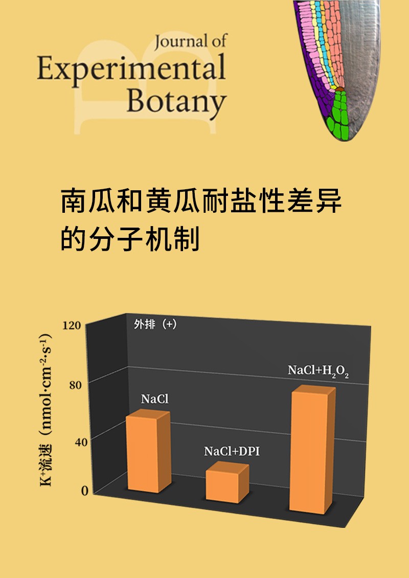南瓜和黃瓜耐鹽性差異的分子機(jī)制