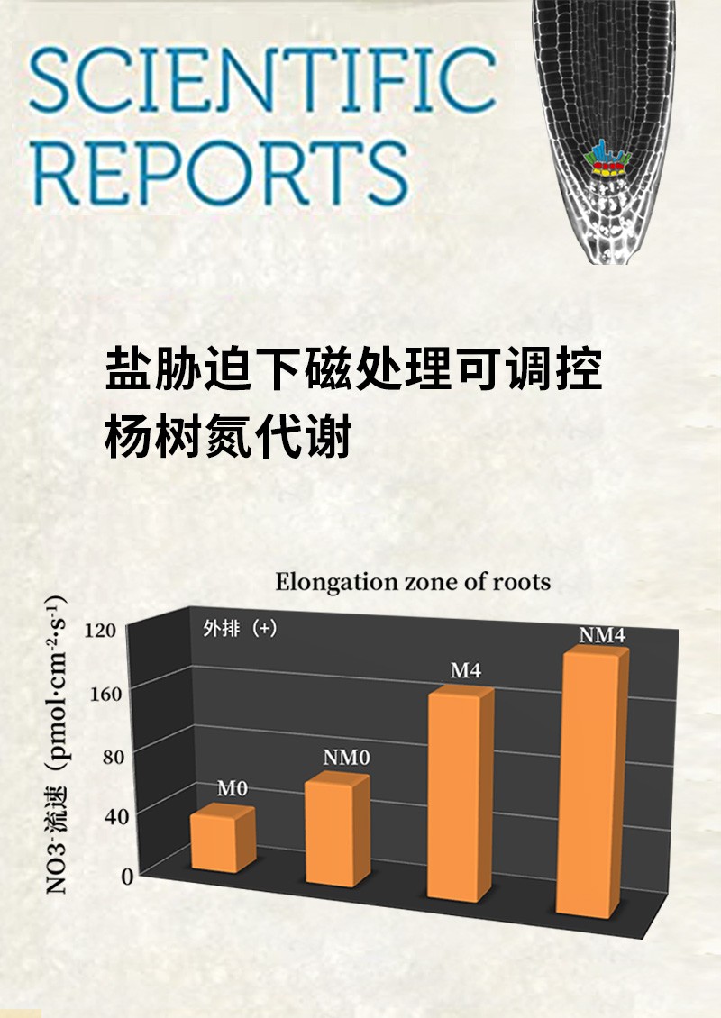 鹽脅迫下磁處理可調控楊樹氮代謝