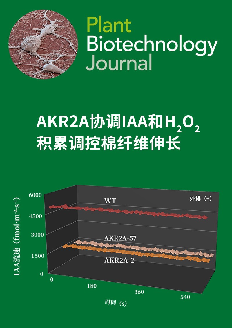 AKR2A協(xié)調IAA和H2O2積累調控棉纖維伸長