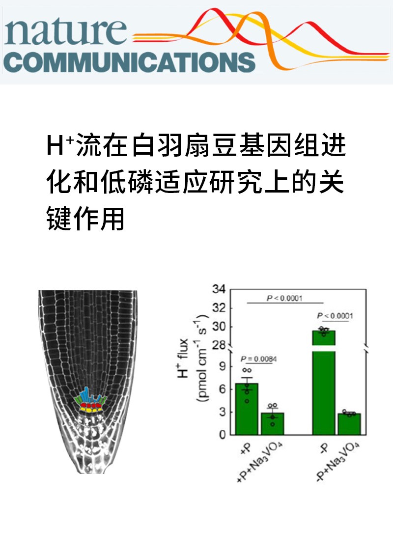 H+流在白羽扇豆基因組進化和低磷適應研究上的關鍵作用