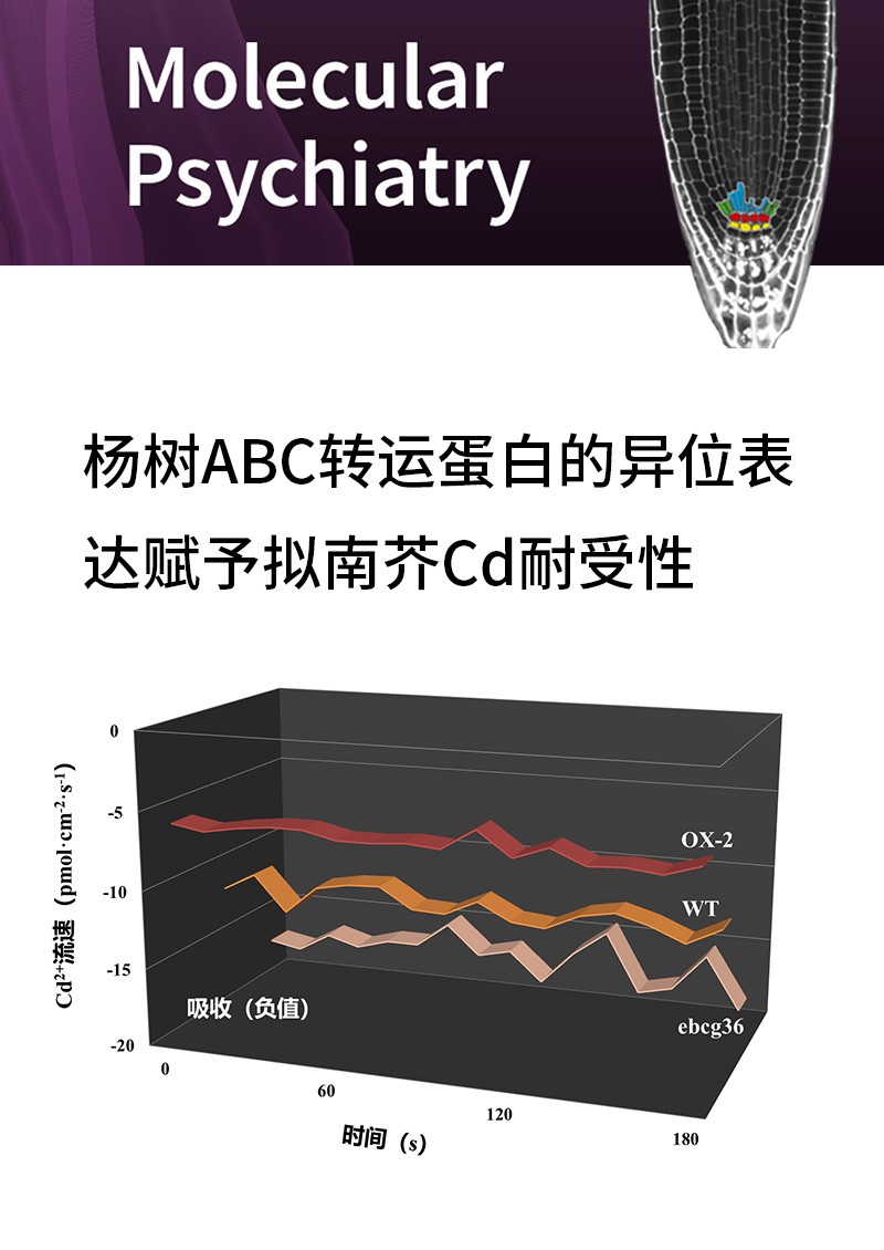 楊樹ABC轉運蛋白的異位表達賦予擬南芥Cd耐受性