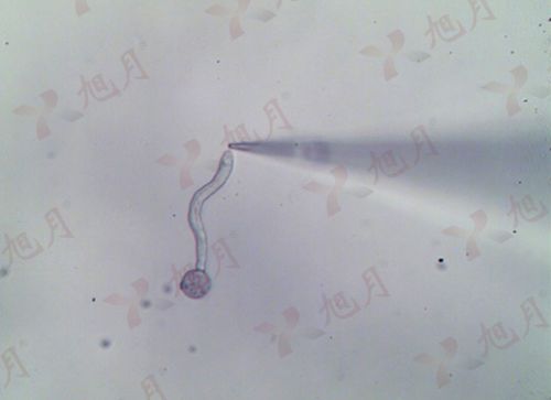 花粉管檢測環(huán)境經(jīng)驗